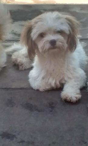 Lhasa Apso fêmea
