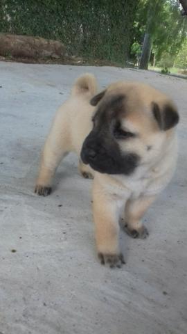 Linda femea shar pei