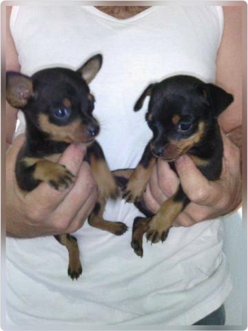 Pinscher 00 lindos e saudáveis 