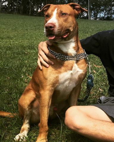 Pitbull
