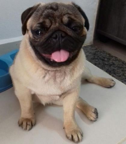 Pug Macho para cruza