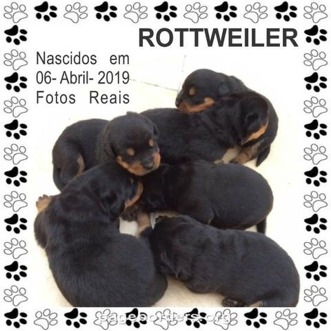 Rottweiler Padrão da Raça só  Zona Leste