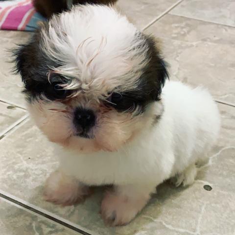 Shih tzu