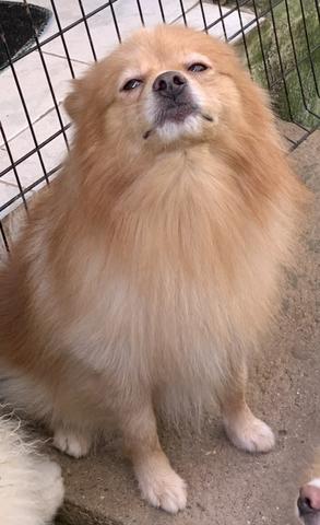 Spitz alemão