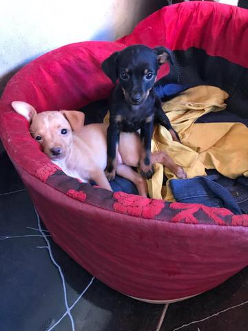 Vende-se filhote de pinscher