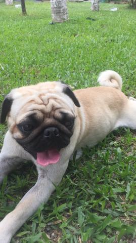 Vendo Pug