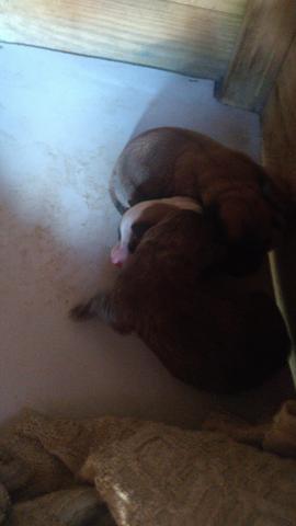 Vendo filhotes de poodle femea