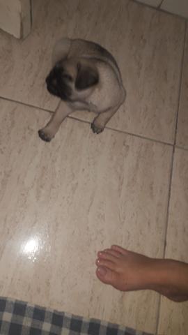 Vendo pug