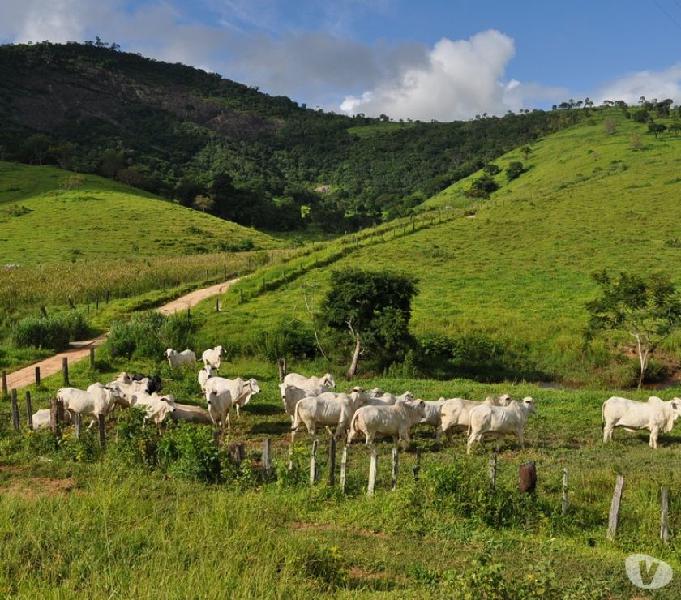 Fazenda de 550 alqueires sentido Carlos Chagas MG