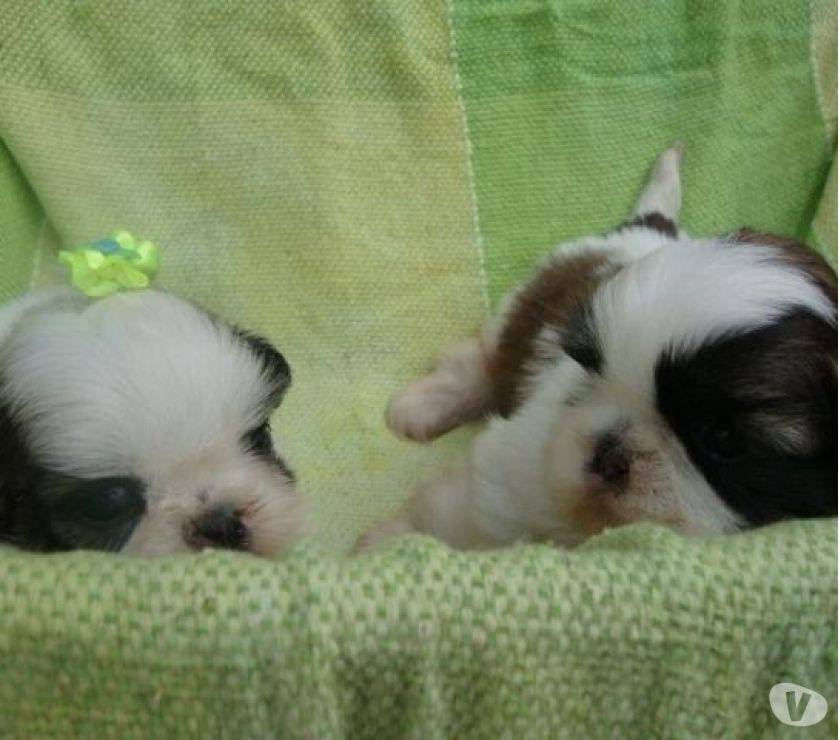 Shih-Tzu pequenos filhotes