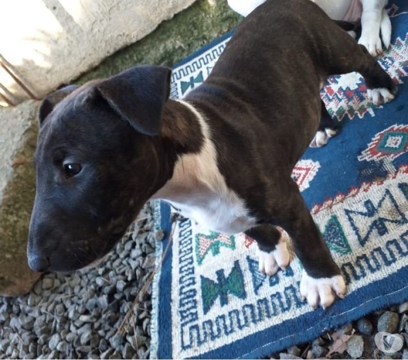 Filhotes Bull Terrier