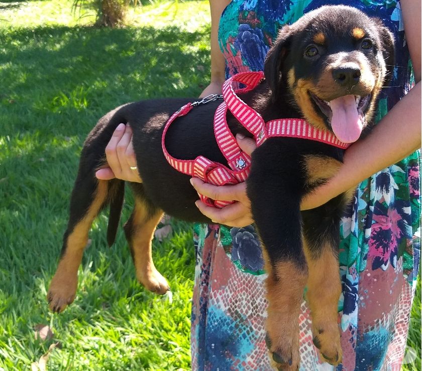 Rottweiler disponiveis RJ - Seropedica - Especializados