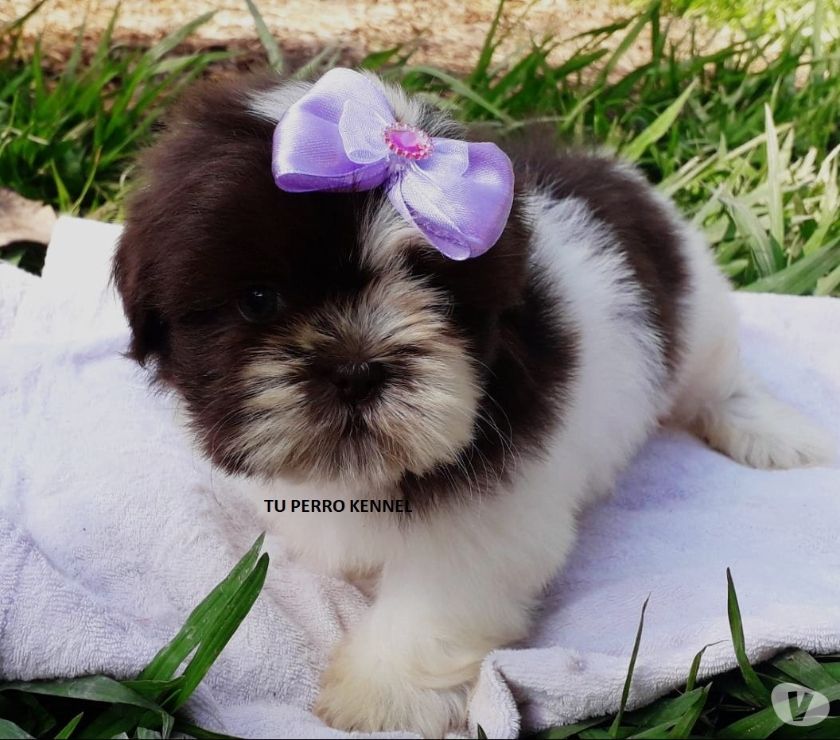 Shih tzu femea