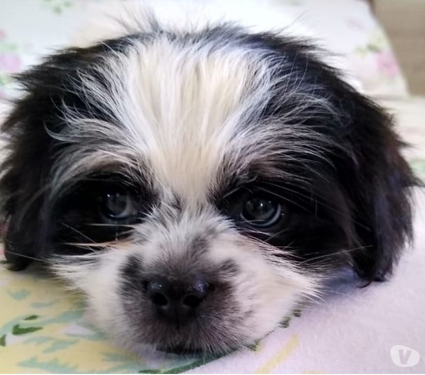 Vendo lhasa apso