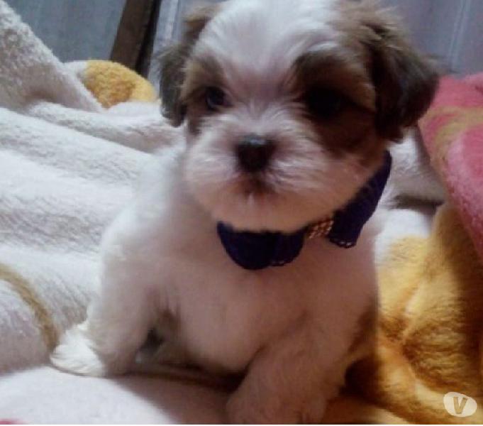 Lindos Filhotes de Lhasa Apso
