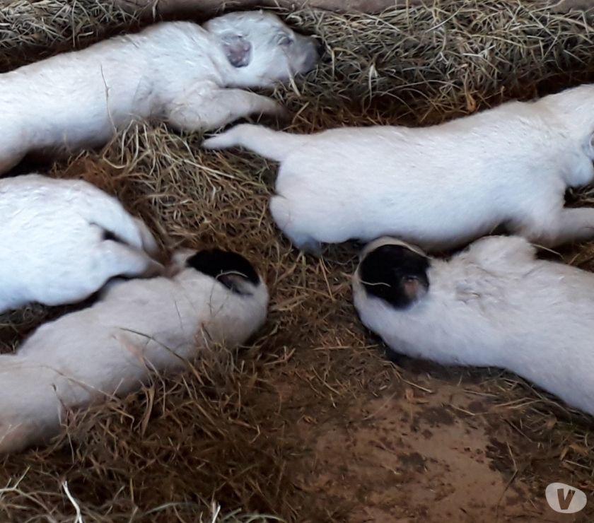 Filhotes de cachorro da raça Blue Heeler