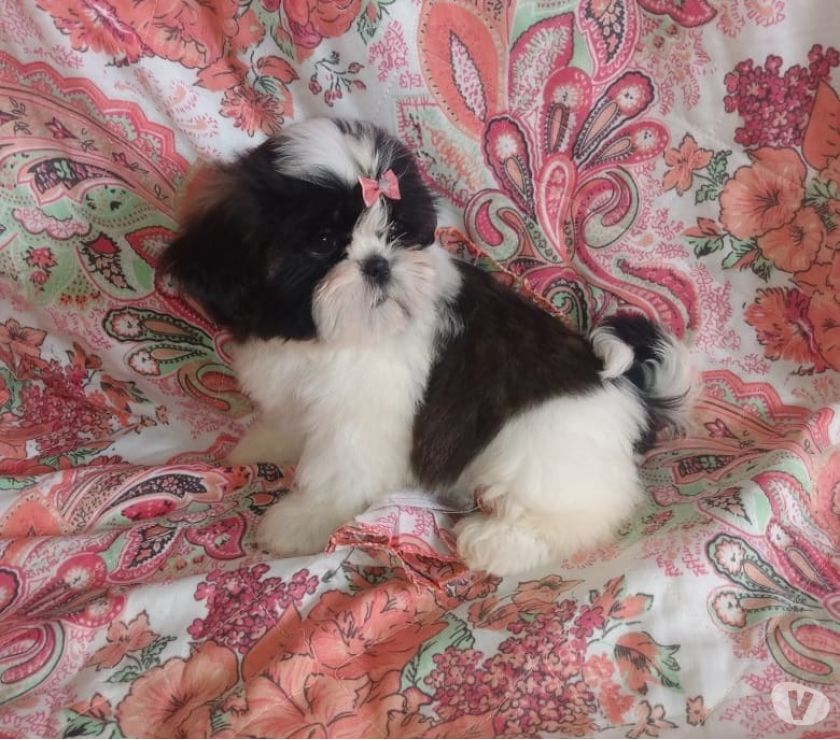 Linda Lhasa Apso Fêmea