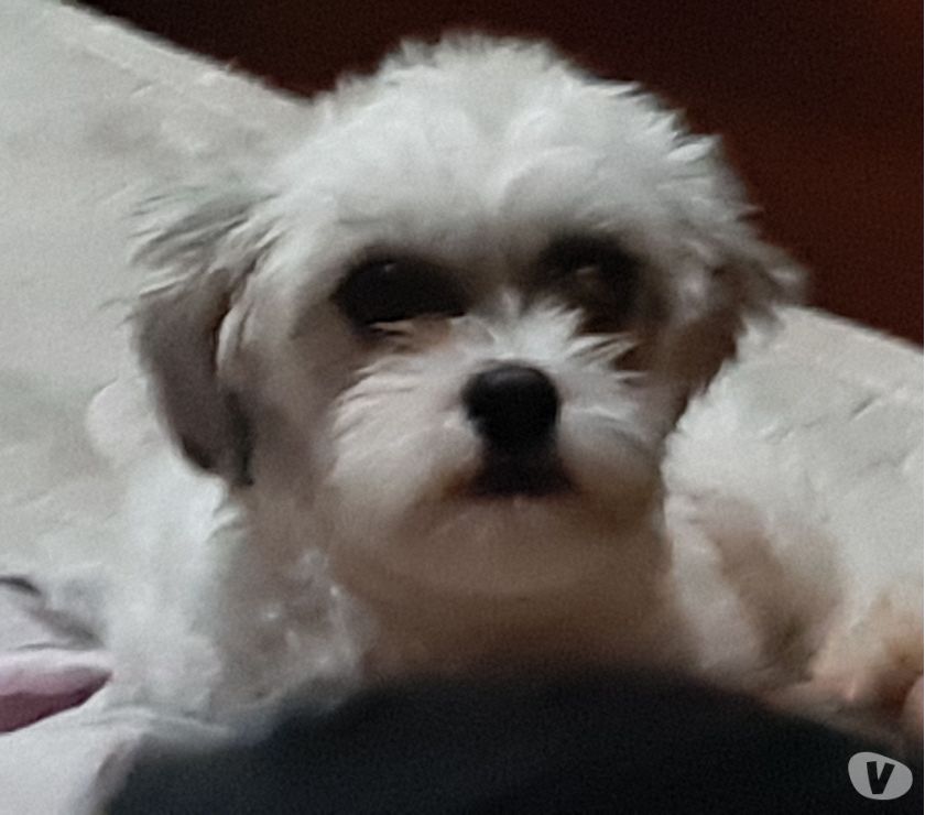 Vendo Shitzu