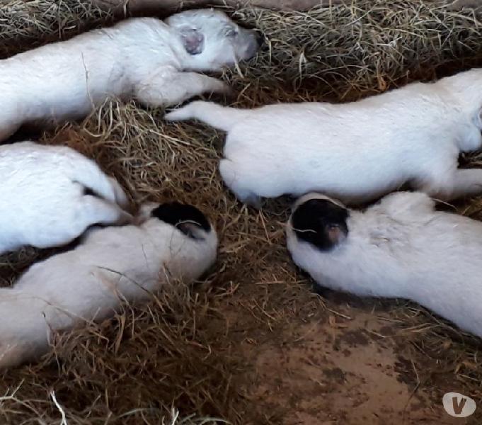 Filhotes de cachorro da raça Blue Heeler