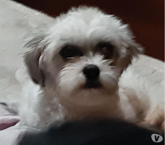 Vendo Shitzu