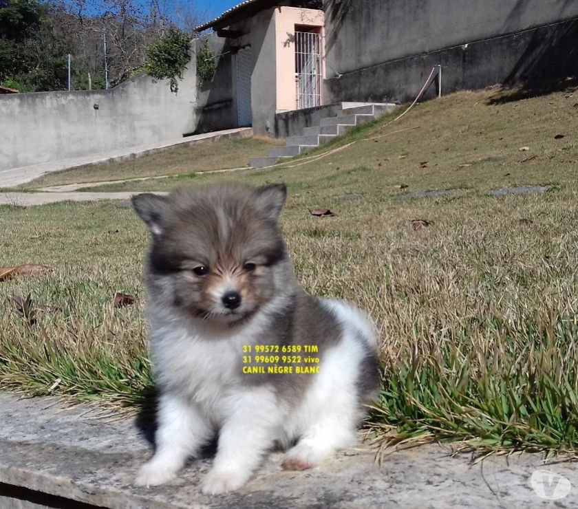 filhotes de spitz alemao