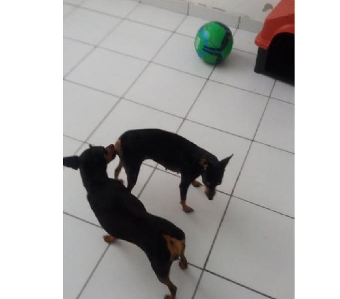 Pinscher