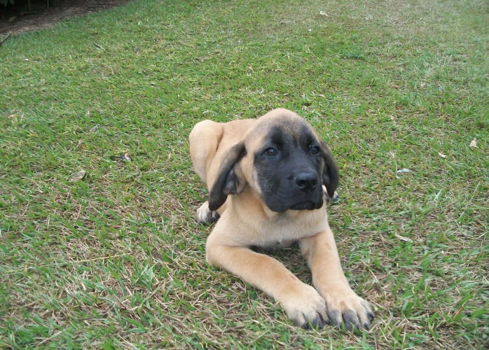 MASTIFF LINDO FILHOTES