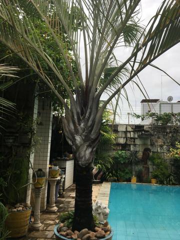 Palmeira Triangular com 3,5 metros