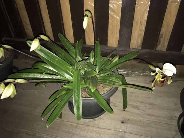 Orquídea sapatinho lindíssima