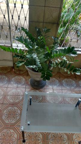 Plantas