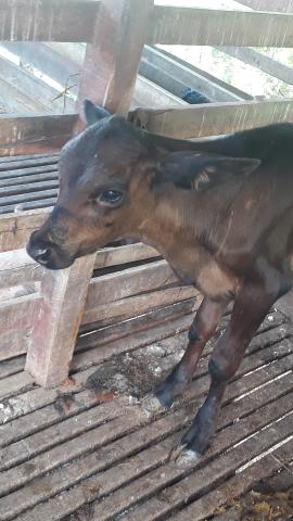 3 bezerros bom com 6 meses comendo ração.