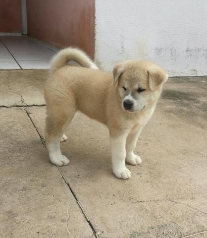 Akita Inu 48 dias