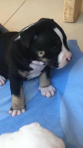 American Bully