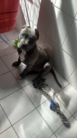 American Bully