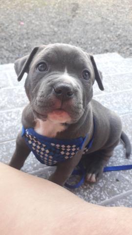 American Staffordshire Blue