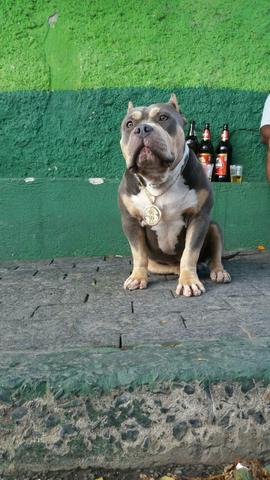 American bully barato