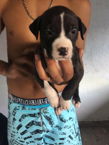 American pitbull Black nose