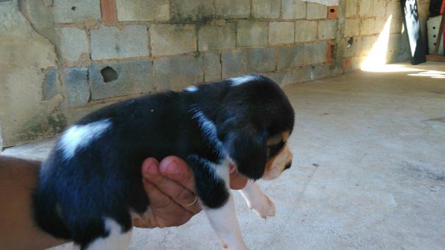 Beagle