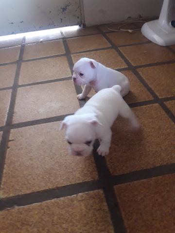 Buldogue frances lindos