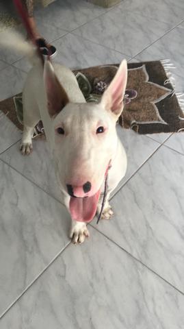 Bull Terrier macho