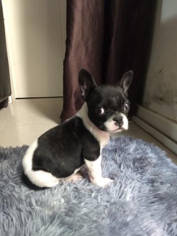 Bulldog francês filhote (Fêmea)