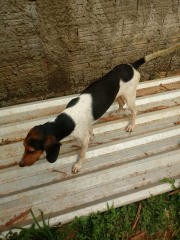 Cachorro Americano correndo já