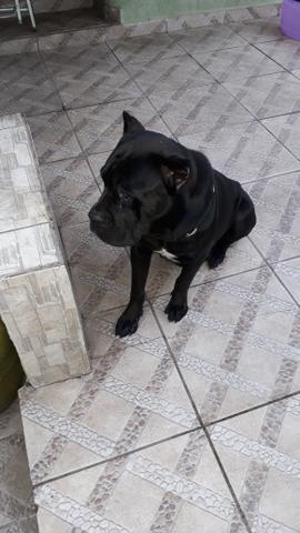 Cane corso