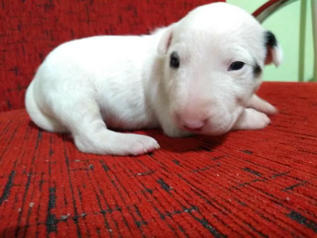 Caniplus Bull terrier