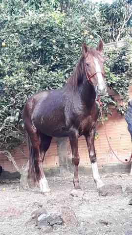 Cavalo