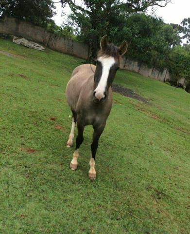 Cavalo criolo Lebuno