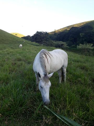 Cavalo manga larga