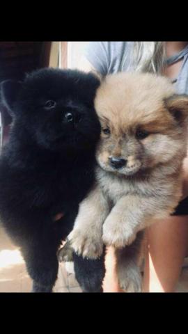 Chow Chow