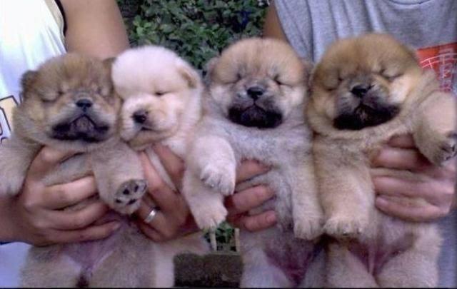 Chow chow