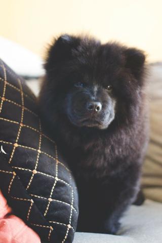 Chow-chow